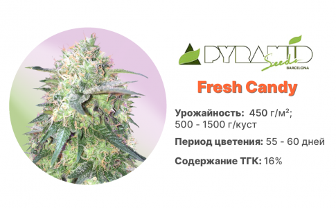 Fresh Candy Fresh Candy