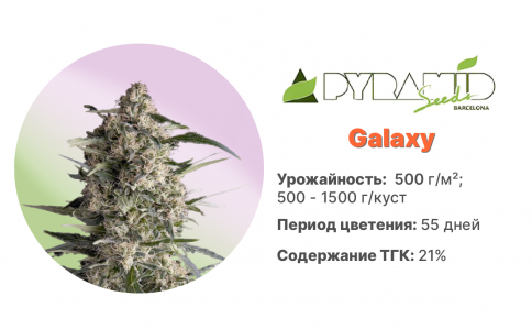 Galaxy 