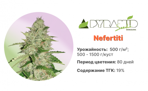 Nefertiti 