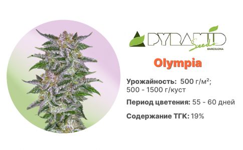 Olympia 