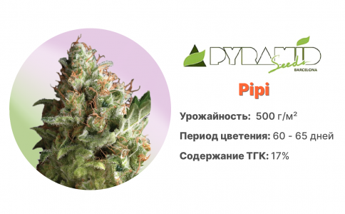Pipi