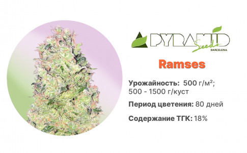Ramses Ramses
