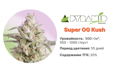 Super OG Kush Super OG Kush