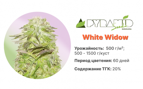 White Widow White Widow