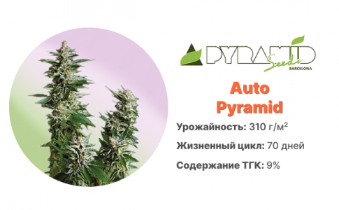 Auto Pyramid Auto Pyramid