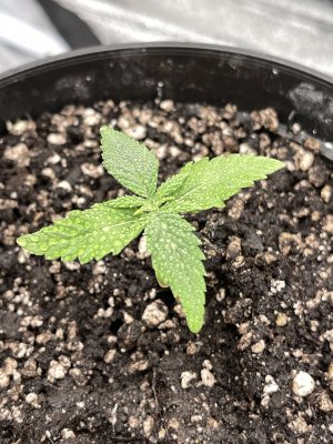 IMG_8153.jpeg