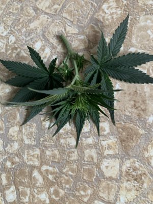 IMG_0325.jpeg