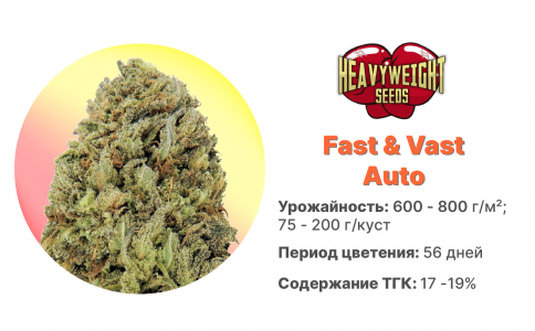Fast & Vast Auto Fast & Vast Auto