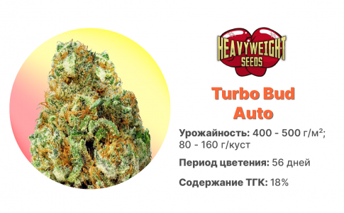 Turbo Bud Auto