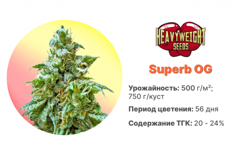 Superb OG Superb OG