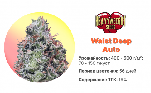 Waist Deep Auto Waist Deep Auto