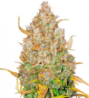 gmo auto.jpg