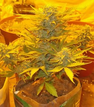 Lowryder_2_reg_sort_kannabisa__b87HuBwZzC1FwhEY.jpg