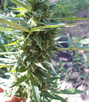 Niagara_marijuana__ghTMJWjc63hvJbUU.jpg