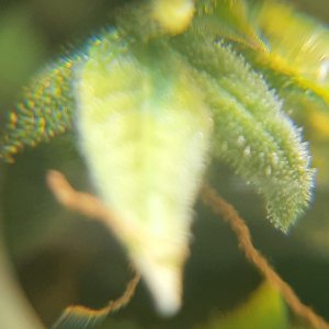 Ага-ага.jpg