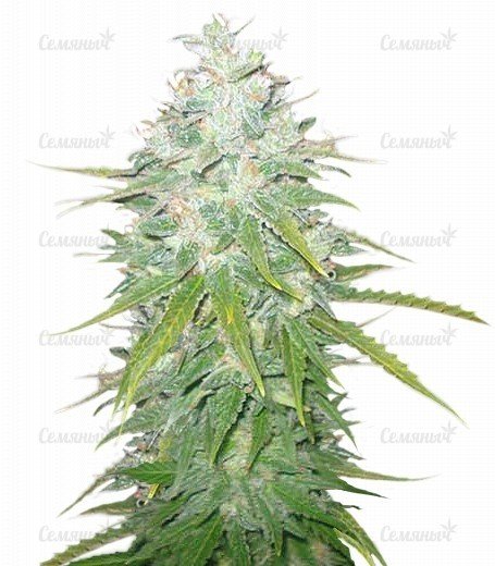 sort_Afghan_Kush_X_Black_Domina__LLQNn4ISWeRhE1TH.jpg