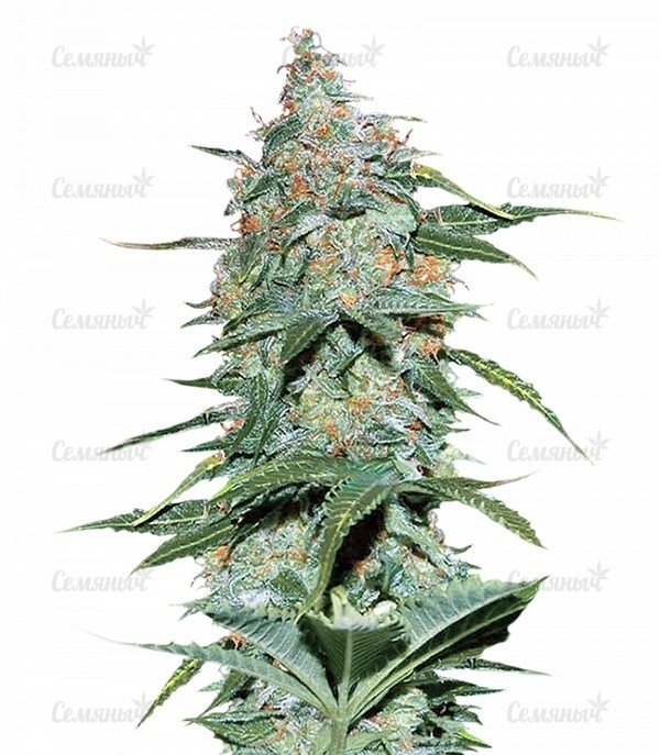 sort_Amnesia_Auto_WoS__4mj0tiCXmbUpFs0F.jpg sort_Amnesia_Auto_WoS__4mj0tiCXmbUpFs0F.jpg