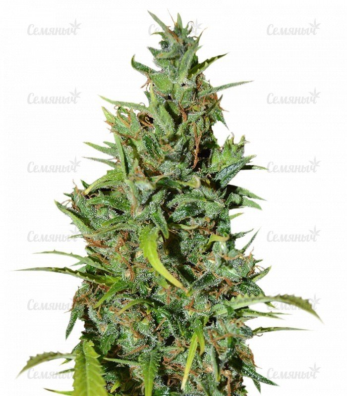sort_Neville_Haze_Auto_WoS__cP0dqaeU2HIb8JMz.jpg