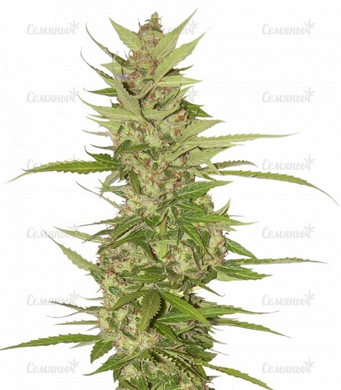 sort_Northern_Lights_x_Big_Bud_Auto__fNMc6ldmhztBCTJT.jpg sort_Northern_Lights_x_Big_Bud_Auto__fNMc6ldmhztBCTJT.jpg