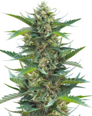 gorilla cookies fast.jpg gorilla cookies fast.jpg
