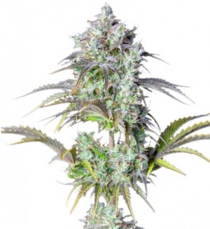 big bud auto.jpg