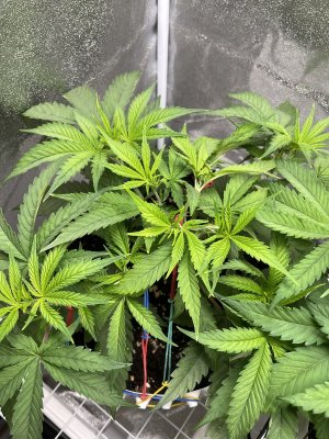 IMG_0821.jpeg