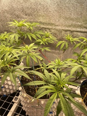 IMG_1210.jpeg
