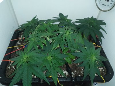 IMG_20240318_200741.jpg