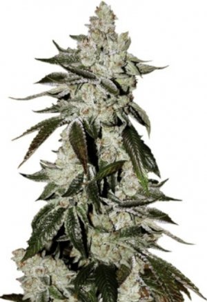 cookies auto.jpg