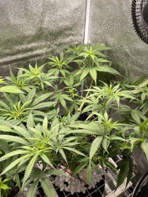 IMG_2311.jpeg