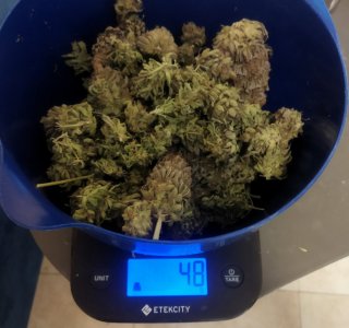 budda.jpg