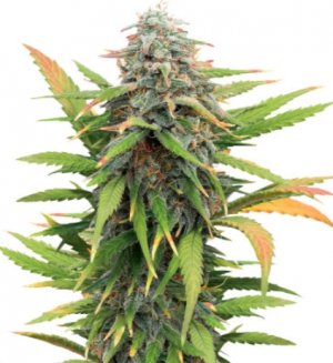 gelato auto.jpg