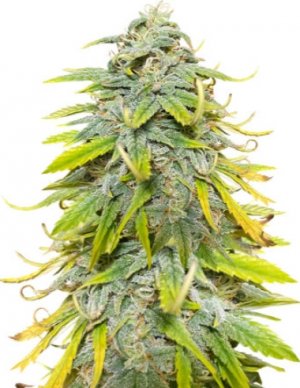 northern lights auto.jpg northern lights auto.jpg