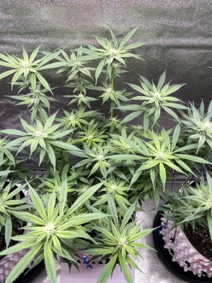IMG_3438.jpeg
