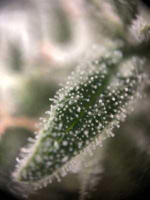 IMG_5712.jpeg