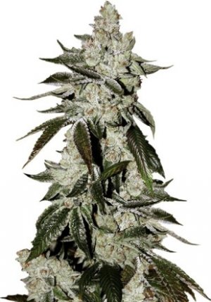 cookies auto.jpg