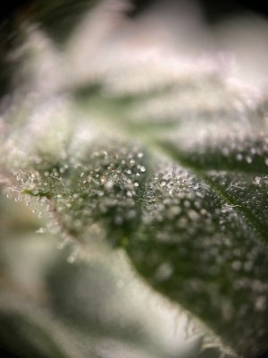 IMG_6737.jpeg