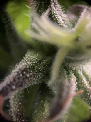 IMG_6744.jpeg