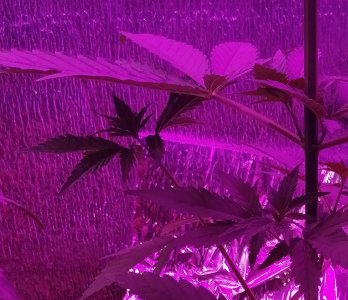 upload_2022_03_05_19_07_51_327.jpg