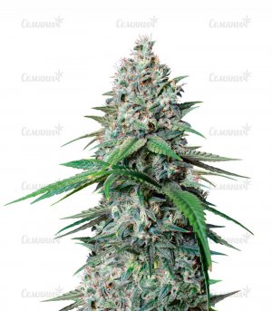 Cookies-Gelato-strain__24t2c9Eg0V8DigiF.jpg Cookies-Gelato-strain__24t2c9Eg0V8DigiF.jpg