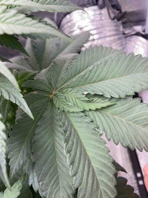 leaf1.jpeg