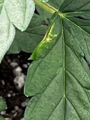 IMG_1470.jpeg