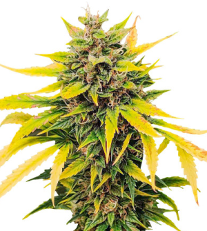 auto ak.png