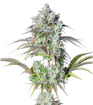 original big bud.png