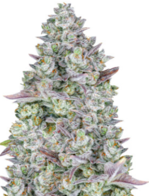 gorilla cookies.png
