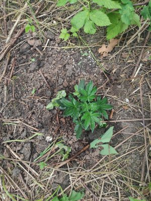 cleaned_IMG20240604124632.jpg