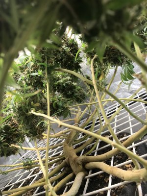 32591620-C806-4B35-A44E-C6FAC70A95B5.jpeg