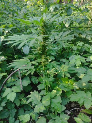 IMG_20240718_185331.jpg