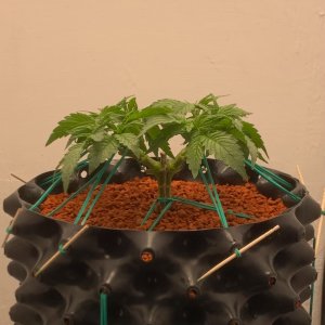 IMG_0606.jpg