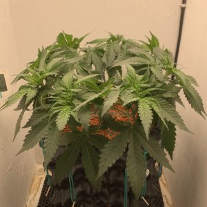 IMG_0803.JPG